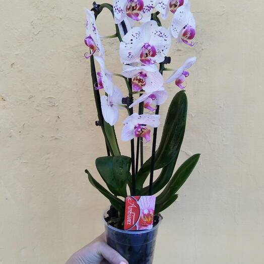 La Vanda / Рокосс