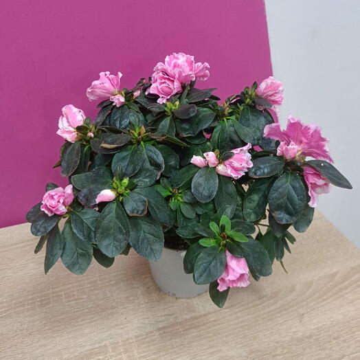 ernst_flowers