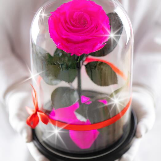 Rosa estabilizada en matraz Therosedome Premium VIP 7-8 cm, rosa fuerte