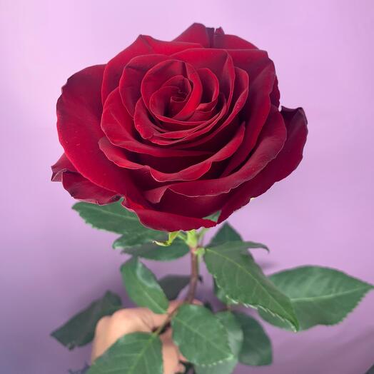 Rosa Explorer 70 cm (rojo)