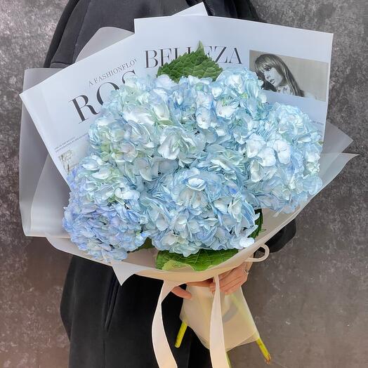 5 Blue Hydrangeas