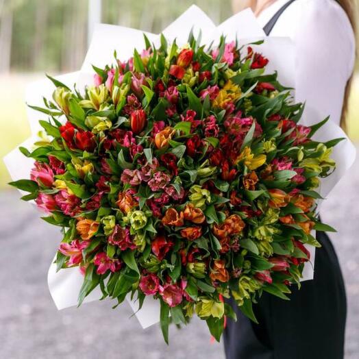 Alstroemeria: