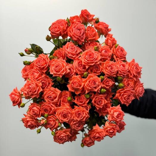 Rosa Arbustiva "Barbados"