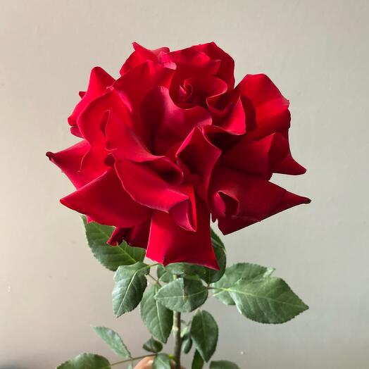 Красная французская Роза 60см