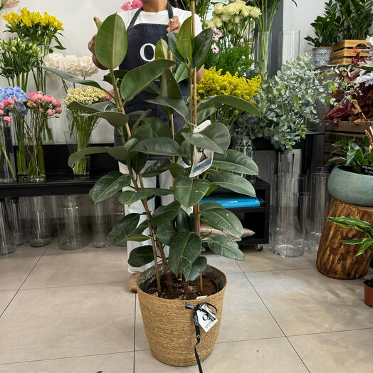 Ficus Elastica