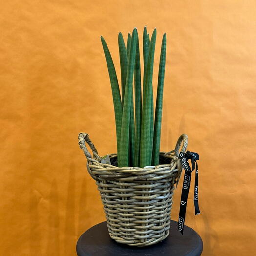 Sansevieria