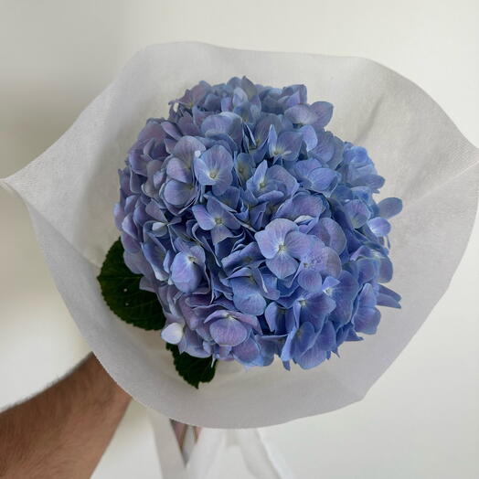 Hydrangea Holland