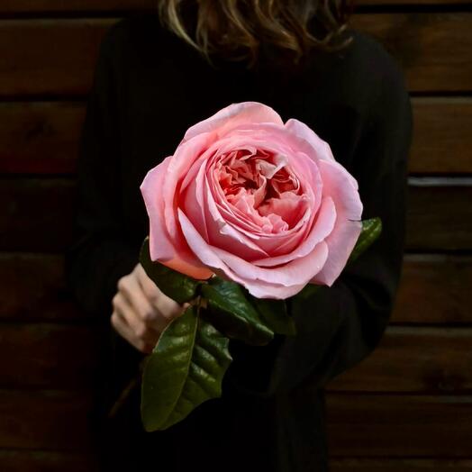 Роза одноголовая пионовидная Pink Expression Эквадор