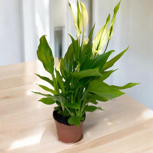 Spathiphyllum