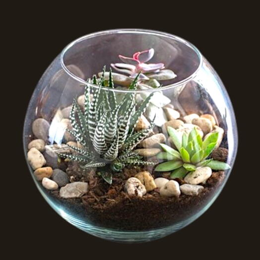 A succulent terrarium in a glass bowl