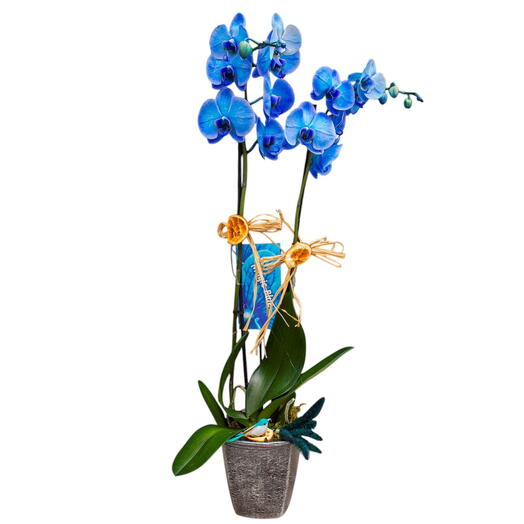 Seramik Saksıda Jumbo Çift Dallı Mavi Orkide Blue Orchid Bitkisi