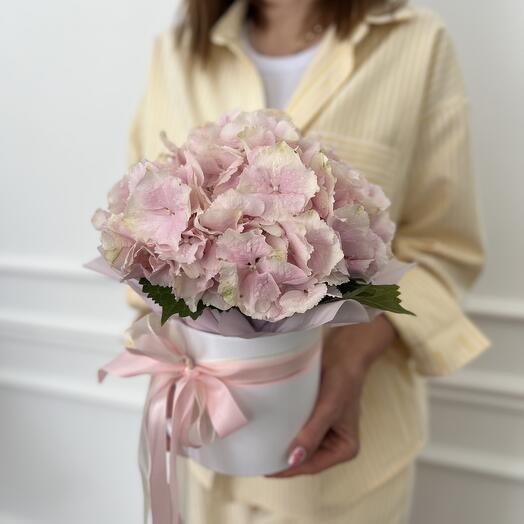 Розовая гортензия