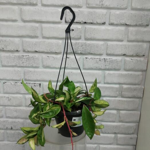 Комнатное растение Хойя д. 14