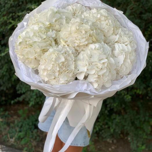 Гортензии белые