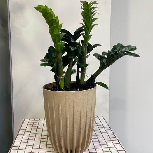 Замиокулькас Zenzi пересаженный в кашпо