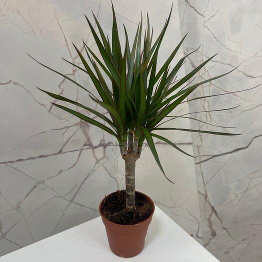 Black plants