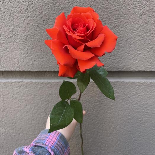 DUSHA flowers