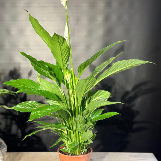 Heliconia flowers sohp
