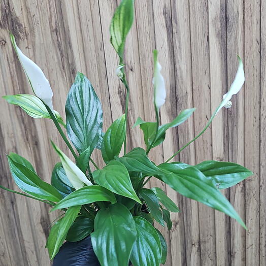 VL FLOWERS