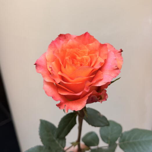Ilona Veris Florist 