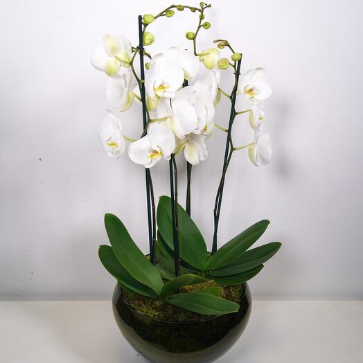 Planted white orchid