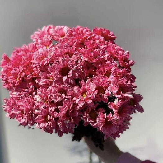 Bouquet of 51 pink chrysanthemums