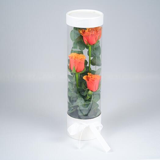 Vivid Orange Rose Fuse