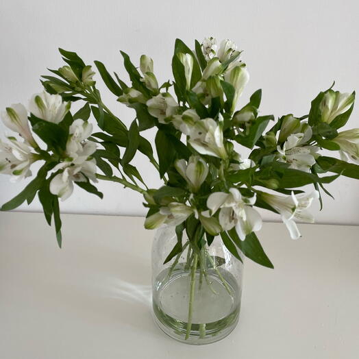 White Alstroemeria bunch