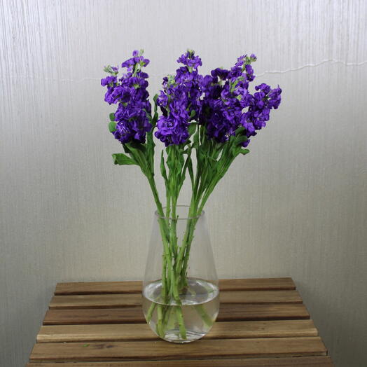 Blue Matthiola Vase