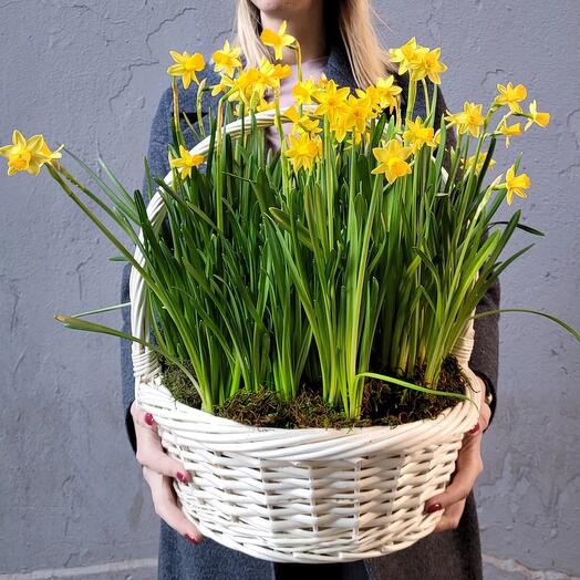 Корзина с нарциссами луковичными