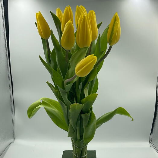 Tulip yellow bunch