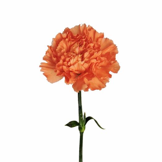 Carnation Orange