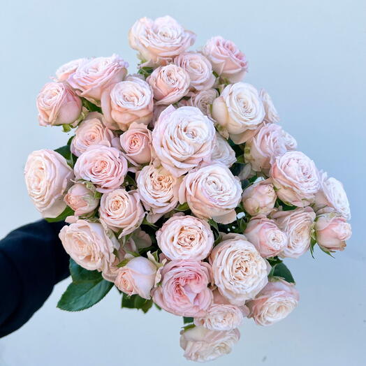 Pink Bombastic Garden Spray Roses