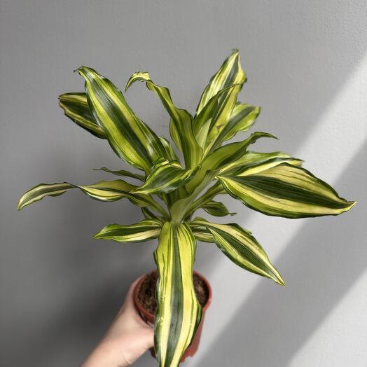 Драцена Фрагранс Йеллоу Кост