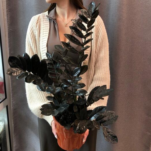 Замиокулькас