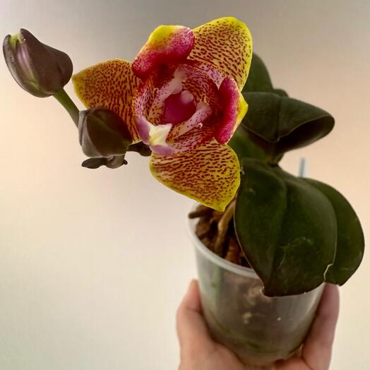 Фаленопсис  Sogo Lawrence Ароматный пелорик восковой PF 5051 (цветёт, мутант)