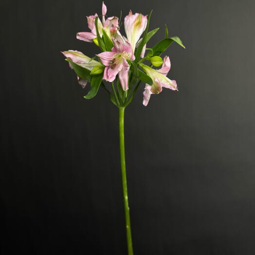ROZALI FLOWERS MURMANSK