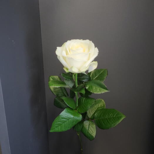 Цветы Тюильри