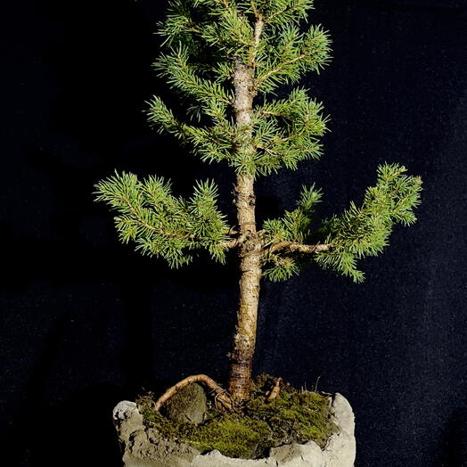 Leshnik Bonsai