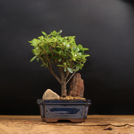 My Zen Bonsai