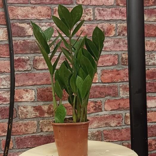 Indoor plant Zamiokulkas