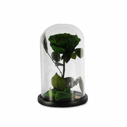 Emerald Green Preserved Roses in a Glass Dome Single