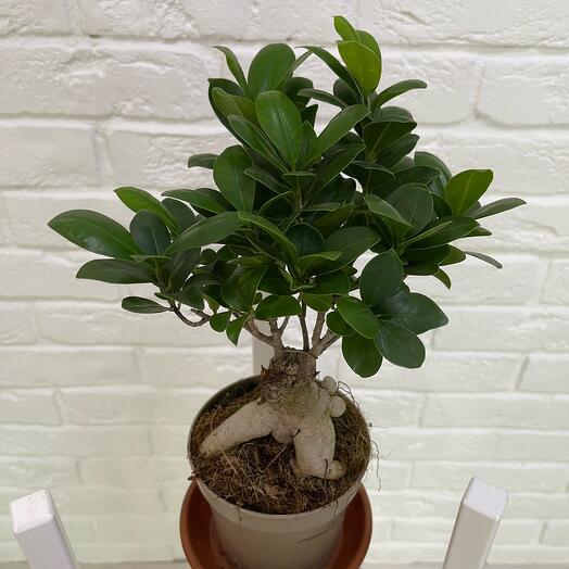 Ficus General Secretary