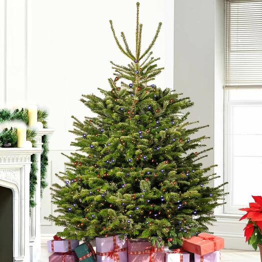 7 to 8 Feet Fresh Christmas Tree with LED