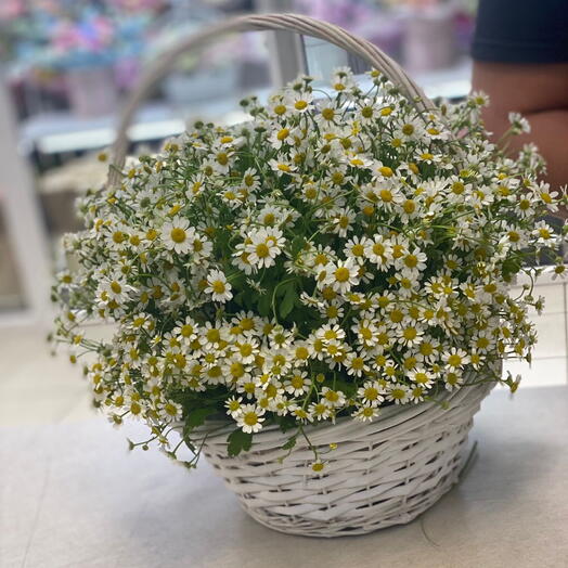 Basket with chamomile