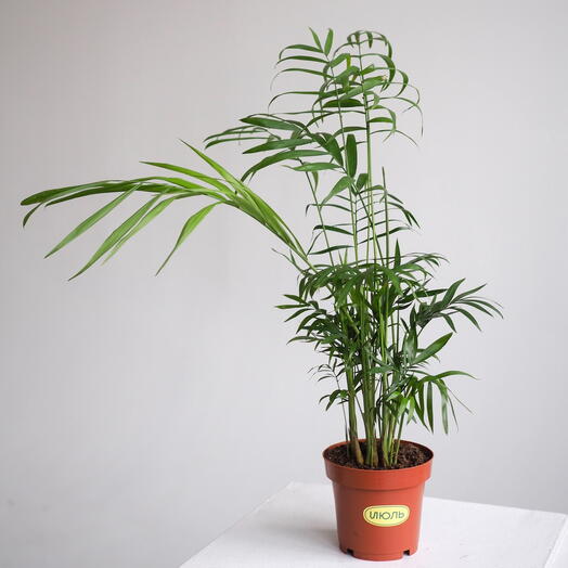 Пальма Хамедорея