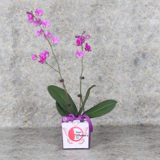 Womens Day 2 Stem Purple Mini Orchid Plant