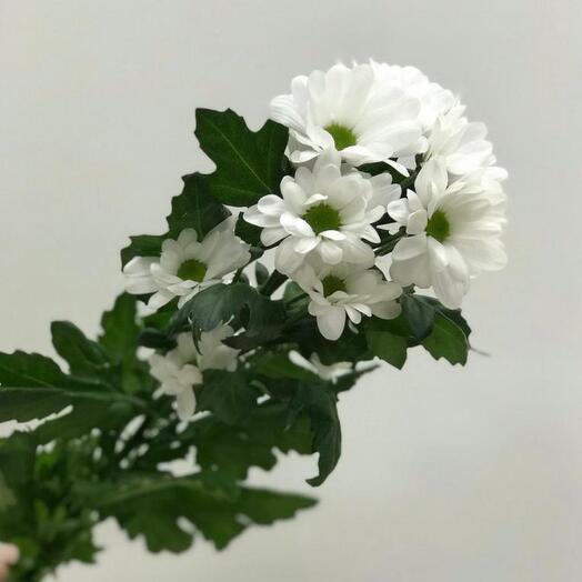 Crisantemos de arbusto Bacardi blanco