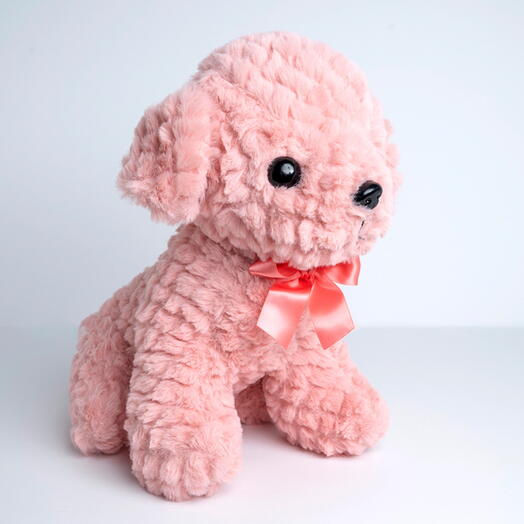 Cute Teddybear Dog