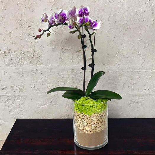 Mini Phalaenopsis Orchid in Cylinder Glass Vase – Variegated Flowering Plant